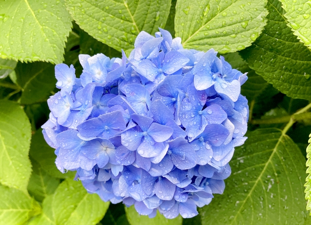 岡山　後楽園　観光　6月32548908_s紫陽花